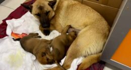 Mother dog lost nearly ALL her litter before taking dying last pup to vet where only surviving sibling was being treated