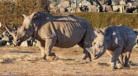 Revealed: Colchester Zoo zebra 'was disembowelled and distressed' after fatal rhino attack as visitors claims they 'heard gunshots' following assault as dramatic pictures emerge showing animals catastrophic injuries