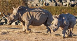 Revealed: Colchester Zoo zebra 'was disembowelled and distressed' after fatal rhino attack as visitors claims they 'heard gunshots' following assault as dramatic pictures emerge showing animals catastrophic injuries