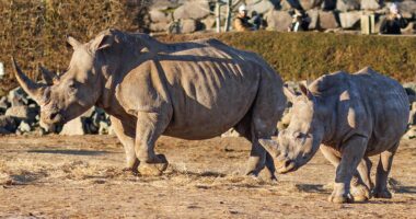 Revealed: Colchester Zoo zebra 'was disembowelled and distressed' after fatal rhino attack as visitors claims they 'heard gunshots' following assault as dramatic pictures emerge showing animals catastrophic injuries