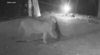 Santa Cruz Mountains, California residents concerned after mountain lion kills pets, seen snatching cat | Video