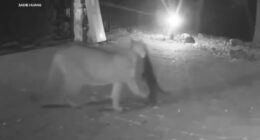 Santa Cruz Mountains, California residents concerned after mountain lion kills pets, seen snatching cat | Video