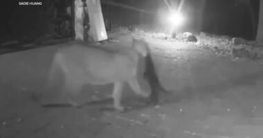 Santa Cruz Mountains, California residents concerned after mountain lion kills pets, seen snatching cat | Video