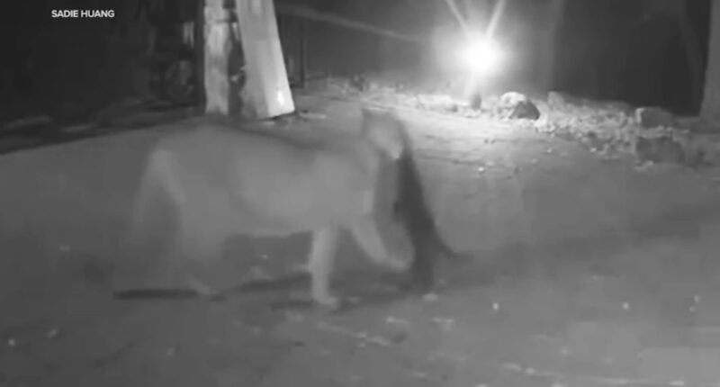 Santa Cruz Mountains, California residents concerned after mountain lion kills pets, seen snatching cat | Video