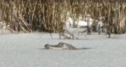 Shocking moment alligator is found FROZEN in ice lake as bitter cold and rare snow strikes US Deep South