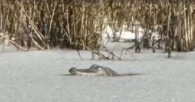 Shocking moment alligator is found FROZEN in ice lake as bitter cold and rare snow strikes US Deep South