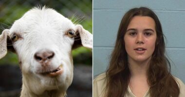 Texas cheerleader accused of poisoning rival's show goat barred from caring for her pets on her own