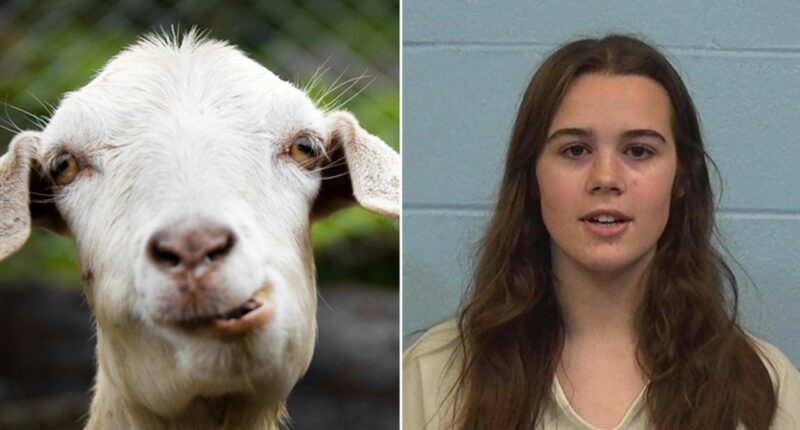 Texas cheerleader accused of poisoning rival's show goat barred from caring for her pets on her own