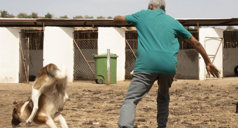 Three MILLION dogs to be killed in Morocco ahead of the FIFA World Cup in a 'brutal clean-up of the streets'