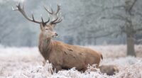 UK weather: Met Office issues new warning maps showing where will be hit worst by heavy snow and freezing rain this weekend with a foot of snow and -10C Arctic blast on way