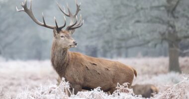 UK weather: Met Office issues new warning maps showing where will be hit worst by heavy snow and freezing rain this weekend with a foot of snow and -10C Arctic blast on way