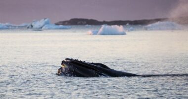 UPDATE: House Bill Introduced Authorizing Trump to Negotiate With Denmark for Greenland Purchase