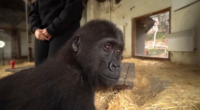 Young gorilla 'Olive' rescued from smugglers, found in box on Turkish Airlines flight recovering at Istanbul Zoo