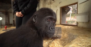 Young gorilla 'Olive' rescued from smugglers, found in box on Turkish Airlines flight recovering at Istanbul Zoo