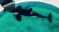 ‘World’s loneliest orca’ has ‘bent body’ after 32 YEARS trapped in tiny pool as vid shows killer whale lying motionless