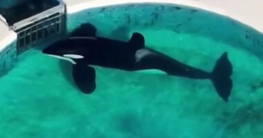 ‘World’s loneliest orca’ has ‘bent body’ after 32 YEARS trapped in tiny pool as vid shows killer whale lying motionless