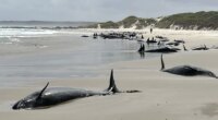 Experts give up hope for 157 false killer whales stranded on remote Australian beach