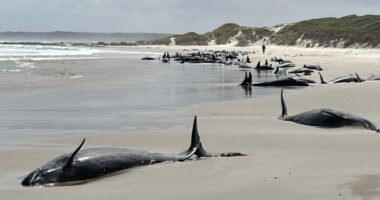 Experts give up hope for 157 false killer whales stranded on remote Australian beach