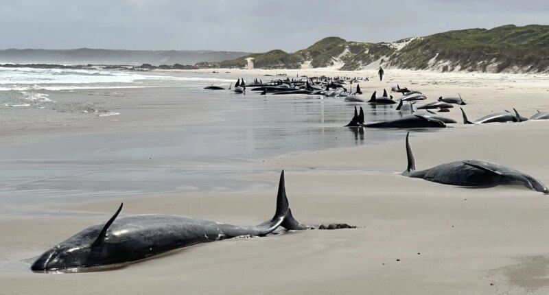 Experts give up hope for 157 false killer whales stranded on remote Australian beach