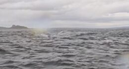 A humpback whale briefly swallows kayaker in Chilean Patagonia - and it's all captured on camera