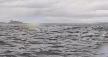 A humpback whale briefly swallows kayaker in Chilean Patagonia - and it's all captured on camera