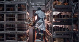 Agriculture Department tries to rehire fired workers tied to bird flu response