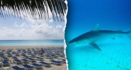 American tourists attacked by shark at luxe Bahamas resort area