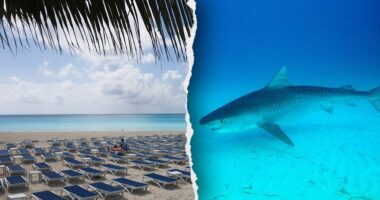 American tourists attacked by shark at luxe Bahamas resort area