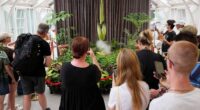 Australia holds its nose for the 3rd rancid bloom of a rare corpse plant in 3 months