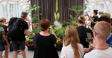 Australia holds its nose for the 3rd rancid bloom of a rare corpse plant in 3 months