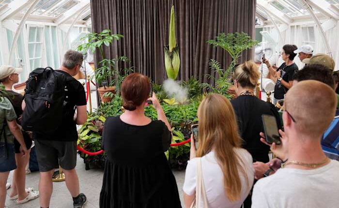 Australia holds its nose for the 3rd rancid bloom of a rare corpse plant in 3 months