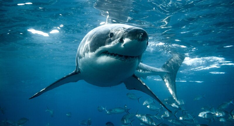 Australian teenager dies in devastating shark attack, nearly 100 yards from popular beach: report