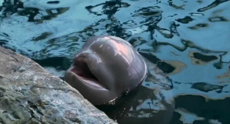 Baby beluga whale in Chicago's Shedd Aquairum is meeting the rest of the pod and will soon be named