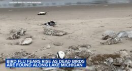 Bird flu news 2025: Reports of dead birds washing up on Lake Michigan beaches sparking new fears over avian influenza