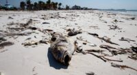 Calls for state of emergency in Florida as toxic organisms invade the coast causing unusual symptoms