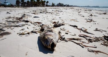 Calls for state of emergency in Florida as toxic organisms invade the coast causing unusual symptoms