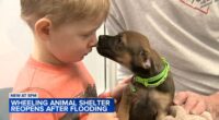 Cats and dogs for adoption in Illinois: Heartland Animal Shelter in Wheeling, IL reopens after devastating water main break, flood