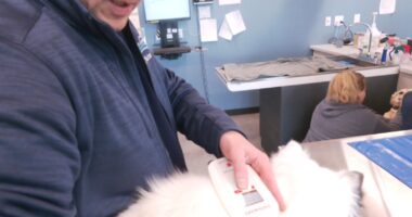 Check your pet's microchip: What to know after Save This Life pet registry abruptly closes