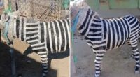 China zoo slammed for painting donkeys black and white to look like zebras in ANOTHER ‘fake animal’ gaffe