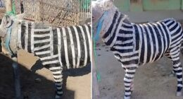 China zoo slammed for painting donkeys black and white to look like zebras in ANOTHER ‘fake animal’ gaffe