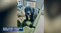 Dog missing from South Loop day care PUPS Pet Club since Sunday amid frigid Chicago weather, dangerous wind chills