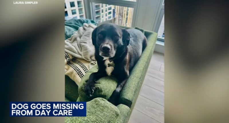 Dog missing from South Loop day care PUPS Pet Club since Sunday amid frigid Chicago weather, dangerous wind chills