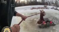 Dramatic rescue saves horse from icy pond in New York