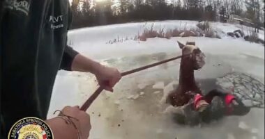 Dramatic rescue saves horse from icy pond in New York