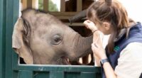 Elephants trumpet, squeak and flap their ears after their complex move across an Australian city