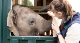 Elephants trumpet, squeak and flap their ears after their complex move across an Australian city