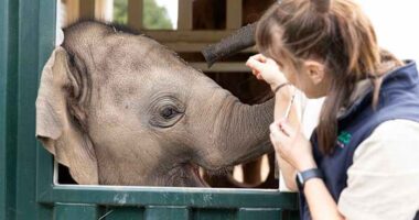 Elephants trumpet, squeak and flap their ears after their complex move across an Australian city