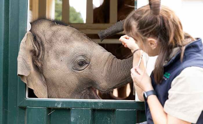 Elephants trumpet, squeak and flap their ears after their complex move across an Australian city