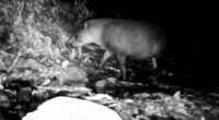 Extremely rare animal once believed to be extinct in area caught on camera