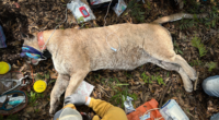 Florida biologists capture heaviest panther ever recorded in the Sunshine State